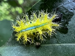 Quasithosea obliquistriga