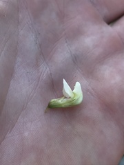 Lathyrus delnorticus