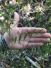Lathyrus delnorticus