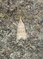 Dichomeris punctidiscellus