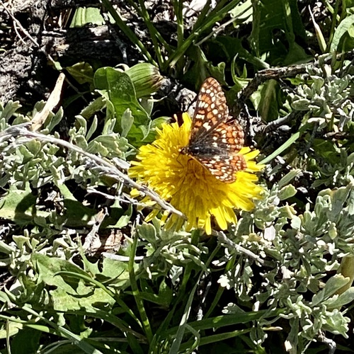 iNaturalist observation photo of Edith's Checkerspot