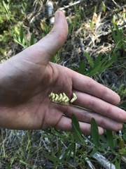 Lathyrus delnorticus