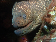 Gymnothorax mordax
