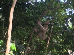 Bradypus variegatus variegatus