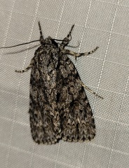 Acronicta hamamelis