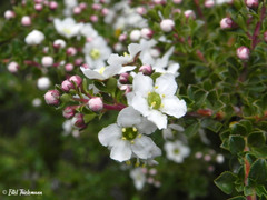 Escallonia virgata