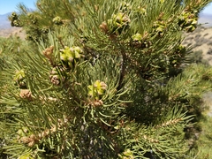 Pinus monophylla