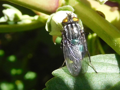 Sarconesiopsis magellanica