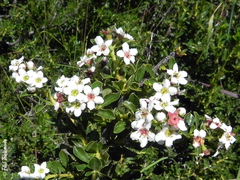 Escallonia virgata