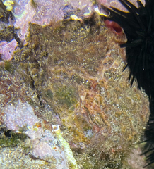 Pyura dura