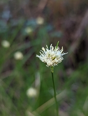 Calliscirpus criniger