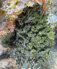 Codium vermilara