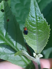 Alticini