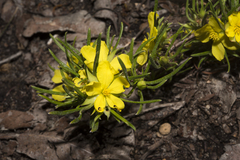 Hibbertia huegelii