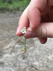 Montia linearis
