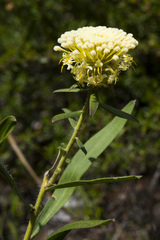 Isopogon sphaerocephalus