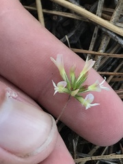Trifolium breweri