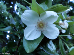 Eucryphia cordifolia