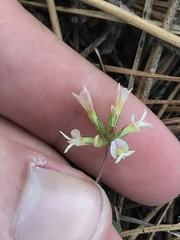 Trifolium breweri