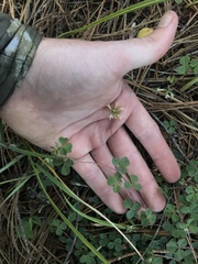 Trifolium breweri