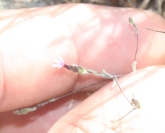 Lessingia micradenia
