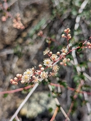 Holodiscus discolor cedrorum