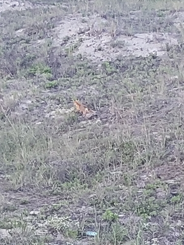 Eastern American Red Fox photographed in South Carolina