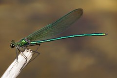 Calopteryx angustipennis