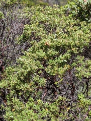 Arctostaphylos bakeri sublaevis