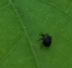 Synolabus