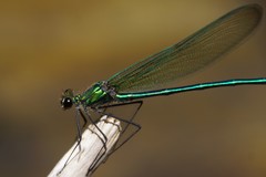 Calopteryx angustipennis