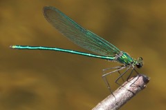 Calopteryx angustipennis