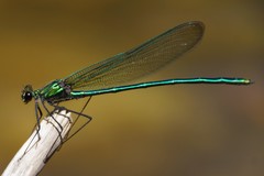 Calopteryx angustipennis