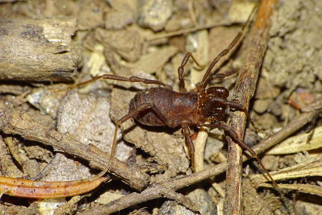 Diasia michaelsenii