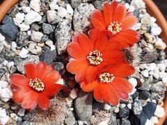 Rebutia