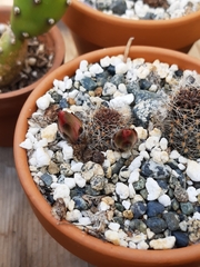 Rebutia