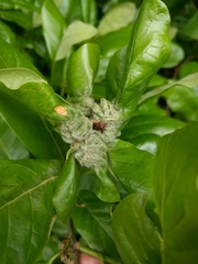 Macrodiplosis niveipila