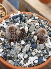Rebutia