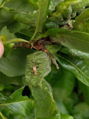 Macrodiplosis niveipila