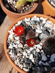 Rebutia