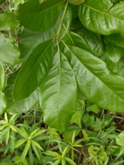 Macrodiplosis niveipila