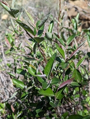 Salix breweri