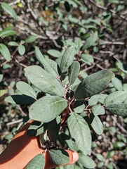 Frangula californica tomentella