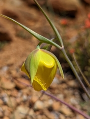 Calochortus raichei