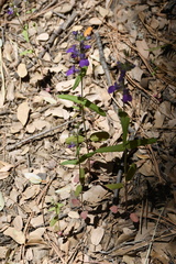 Collinsia concolor