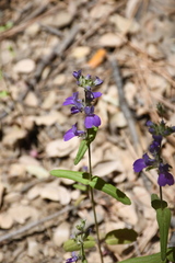 Collinsia concolor