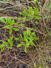 Vaccinium tenellum