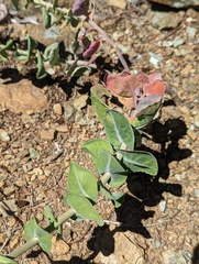 Streptanthus morrisonii