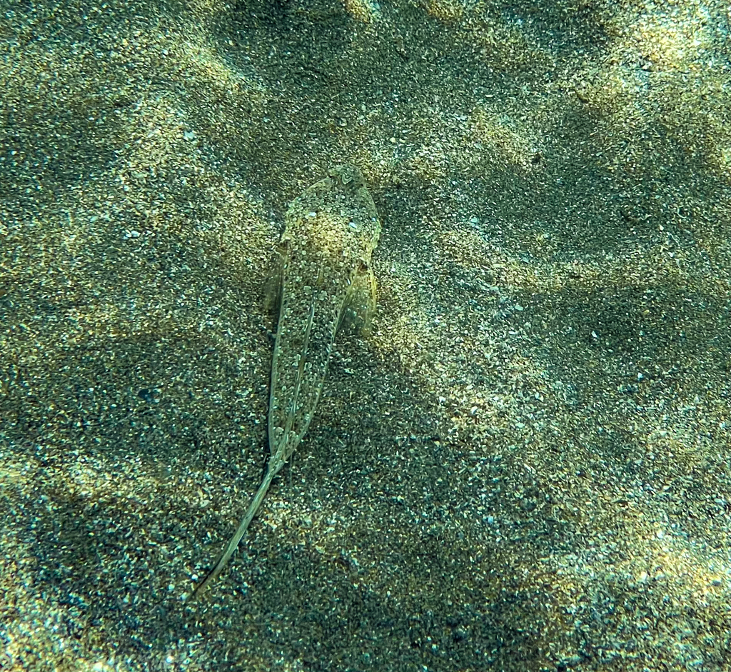 Sailfin dragonet (Callionymus pusillus) — Callionymidae