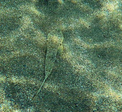 Sailfin dragonet (Callionymus pusillus) — Callionymidae